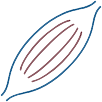 MUSCLE
BIOLOGY