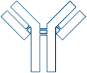 ANTIBODY
ENGINEERING