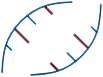 OLIGONUCLEOTIDE
DESIGN